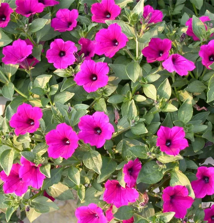 Petunia Surfinia | Petunie