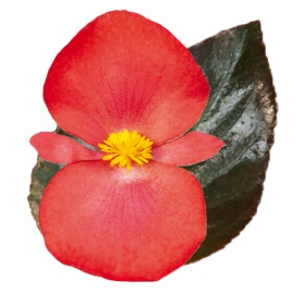 Begonia benariensis  BIG F1