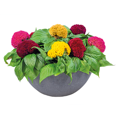Celosia cristata | Hahnenkammcelosie