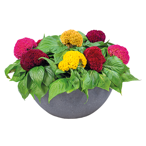 Celosia cristata | Hahnenkammcelosie