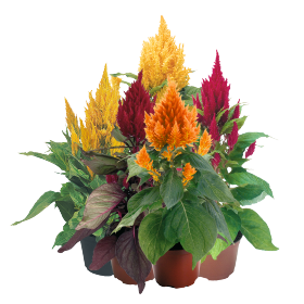 Celosia plumosa | Federbuschcelosie