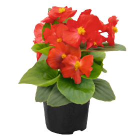 Begonia semperflorens Super Cool F1 /Eisbegonie