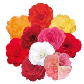 Begonia tuberhybrida Mocca F1 /Knollenbegonie