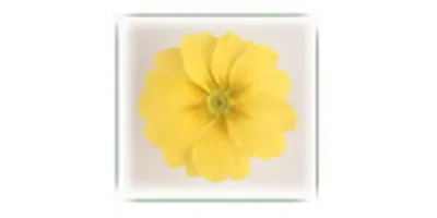 Primula acaulis | Primel