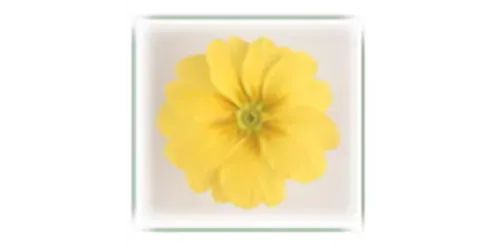 Primula acaulis | Primel