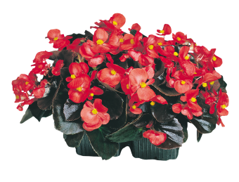 Begonia semperflorens Cocktail F1 /Eisbegonie