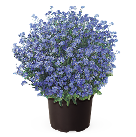 Myosotis sylvatica | Vergissmeinnicht