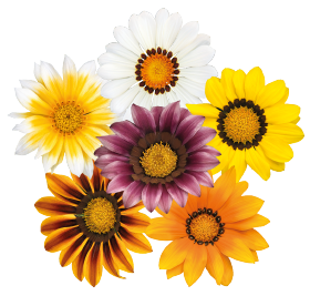 Gazania rigens | Mittagsgold