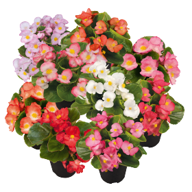 Begonia semperflorens Sprint Plus F1 /Eisbegonie