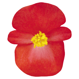 Begonia semperflorens Nightlife F1 /Eisbegonie