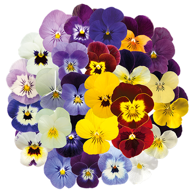 Viola cornuta | Hornveilchen