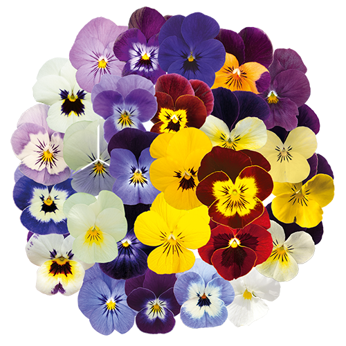 Viola cornuta | Hornveilchen