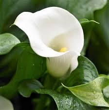 CALLA LILY / National Day of Giving