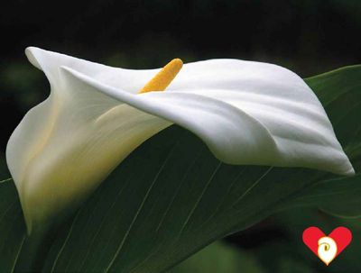 CALLA LILY / National Day of Giving