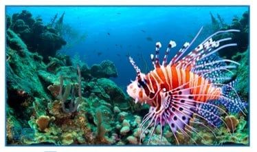 FOTP Lionfish Towel/Beach Blanket
