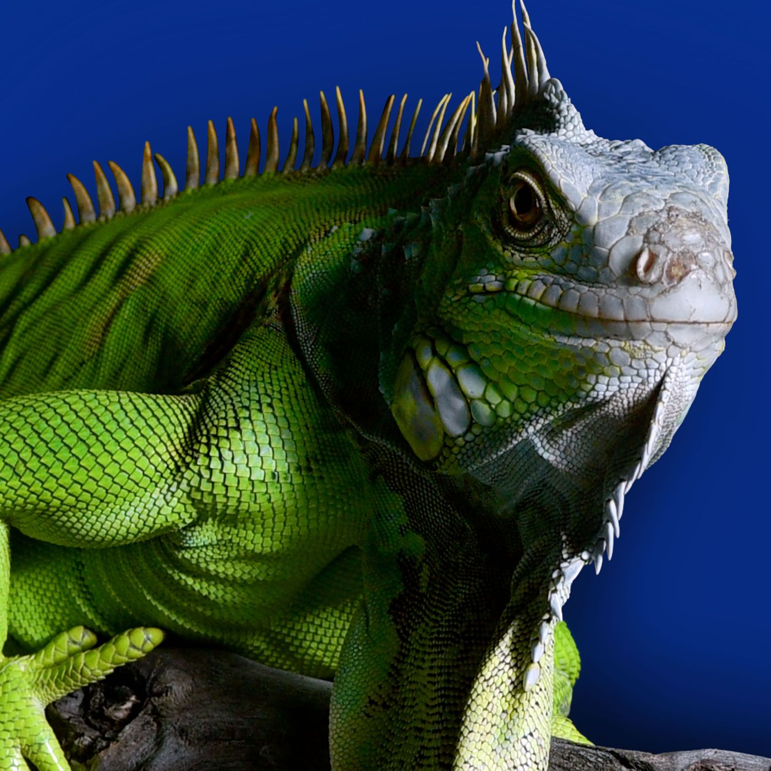 Iguana Towel/Beach Blanket – USVI