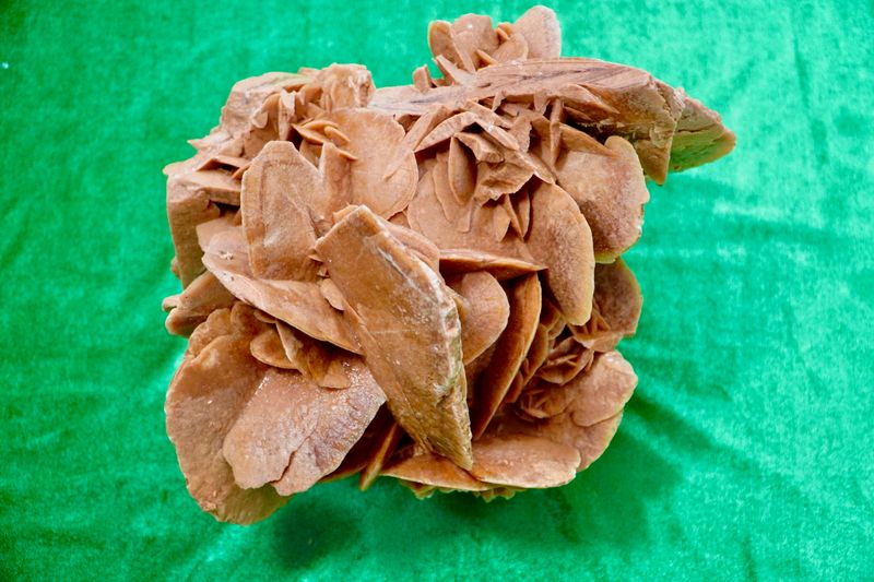Desert Rose