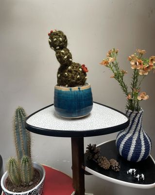 Ello gehaakte vijgcactus klein