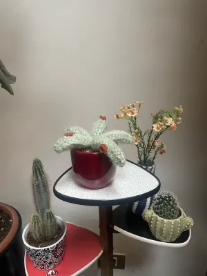 Ello gehaakte apenstaartcactus klein