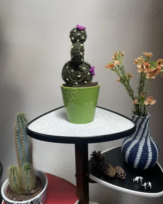 Ello gehaakte vijgcactus klein