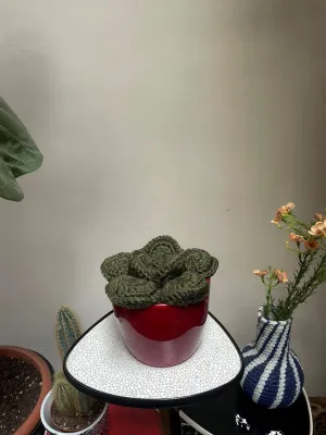 Ello gehaakte vetplant