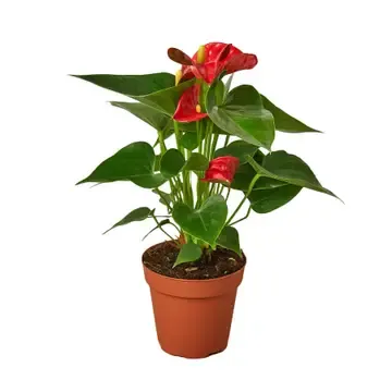 Anthurium Red 4-inch
