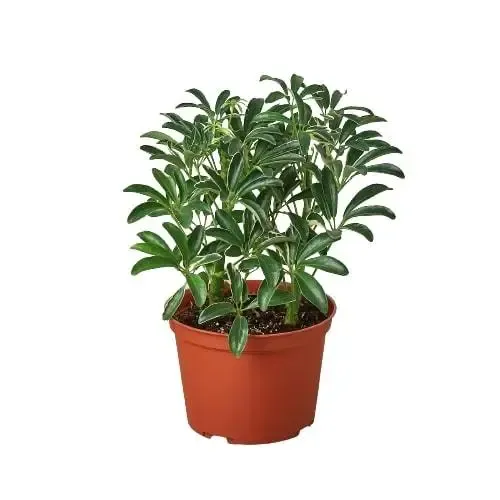 Schefflera Moondrop 3-inch