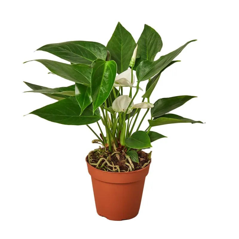 Anthurium White Live Plant, 4-Inch