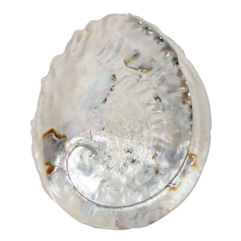 Abalone Shell 5.5&quot;-6&quot;