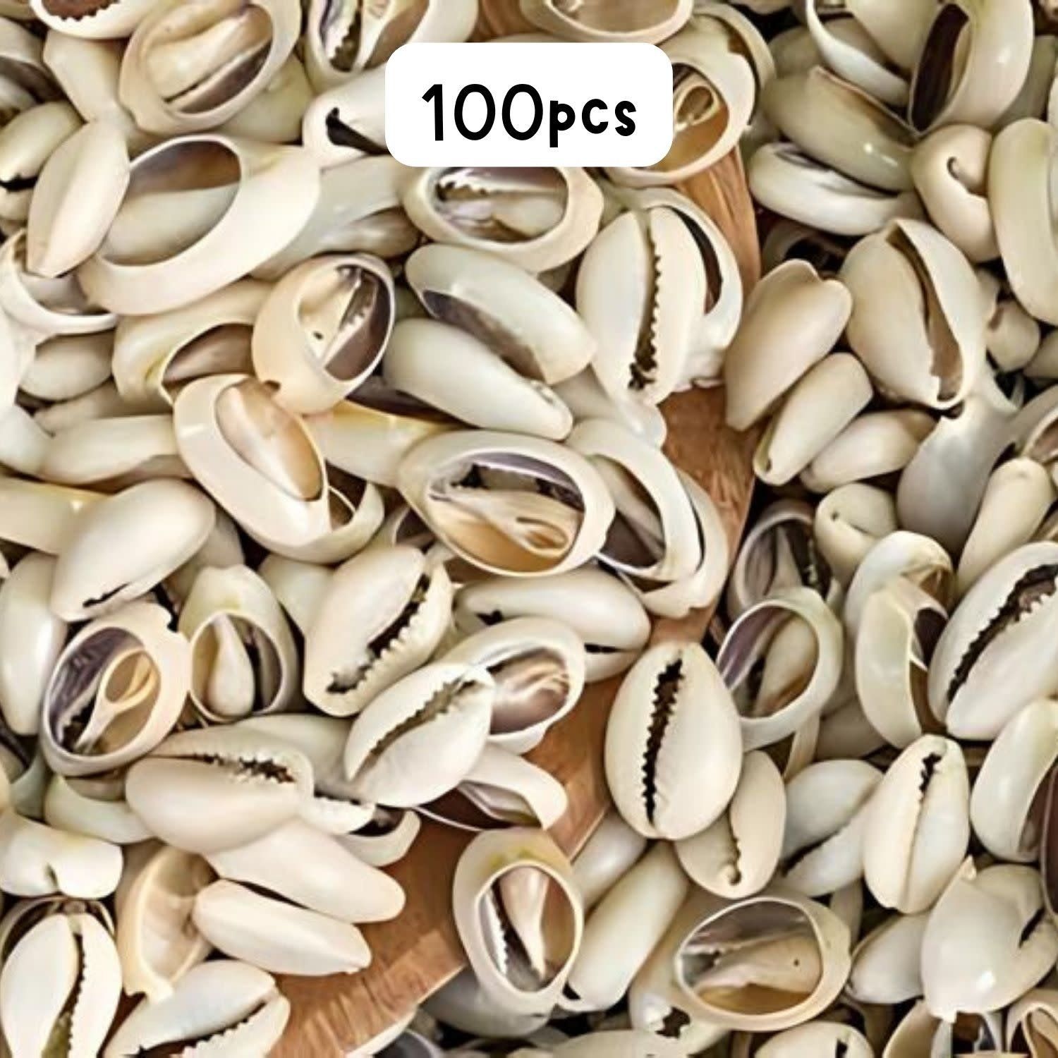 Cowrie Shells Sliced, Approx 100pcs, 13-16xx 8-10x5mm, Beige, 50gms/1.76oz