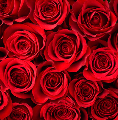 Roses