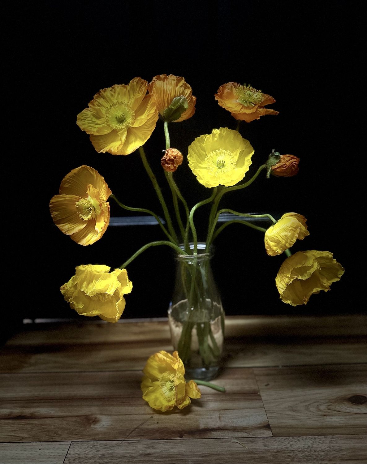 Poppies, Let&#39;s Give them Poppies