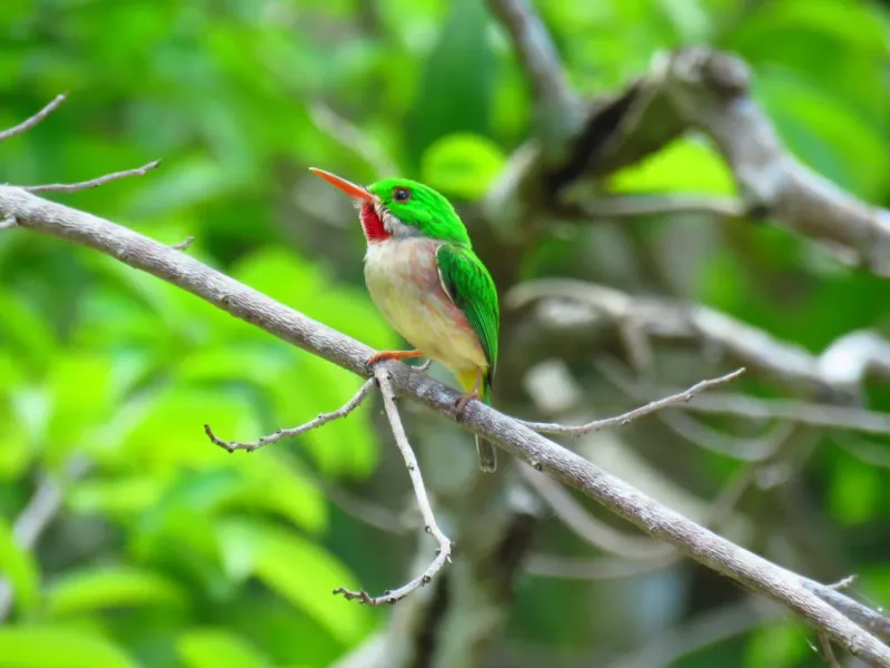 Birding Tour from Puerto Plata