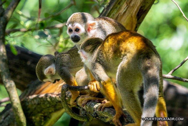 Monkey Home and Damajagua Waterfalls Combo