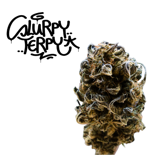 Palatine Tree Slurpy Terpy Bio CBD Aromablüte  DE-ÖKO-006