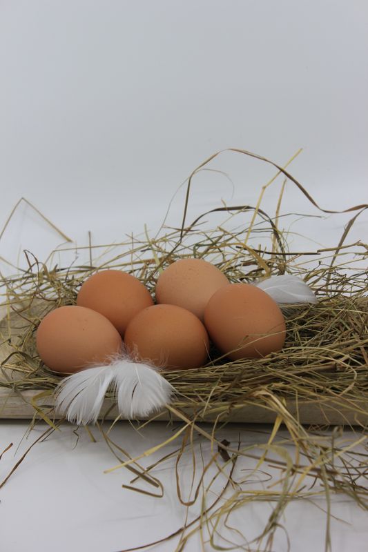 Bio Eier 10-er Pack