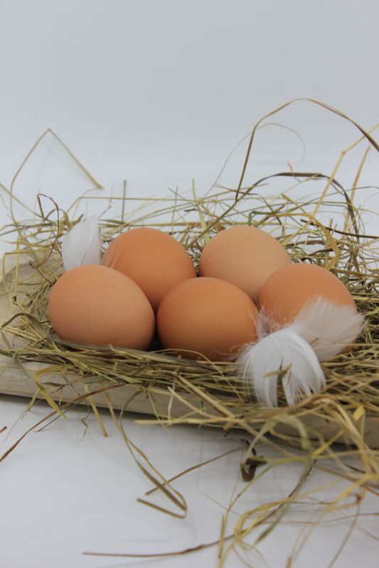 Bio-Eier im 6-er Pack