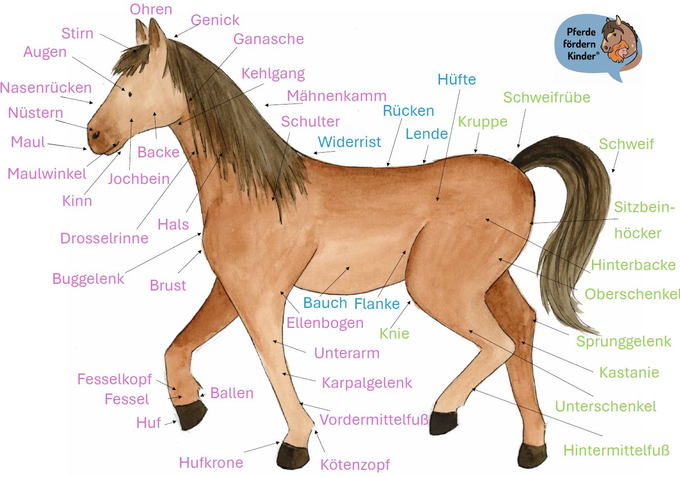 Druckdatei Pferdekörperteile