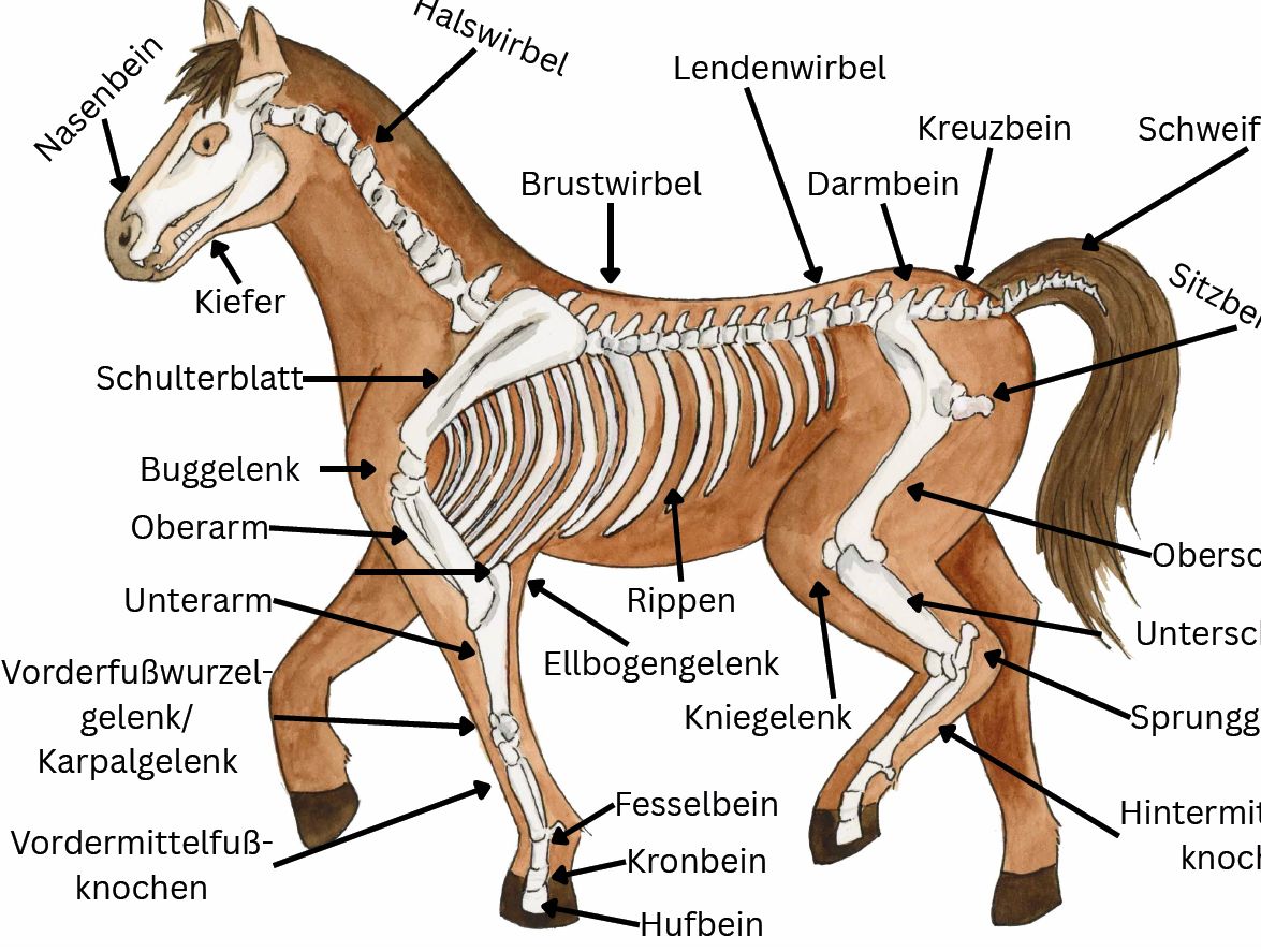 Druckdatei Pferdeknochen