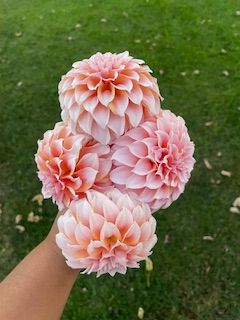Peaches n Cream