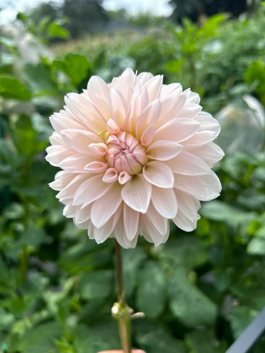 Budapest Blush