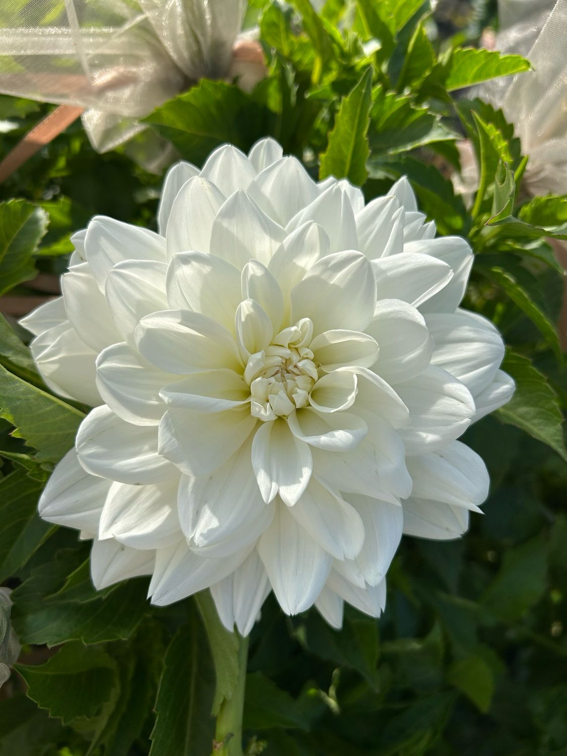Eternal Snow