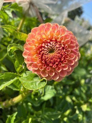 20th Ave Peach