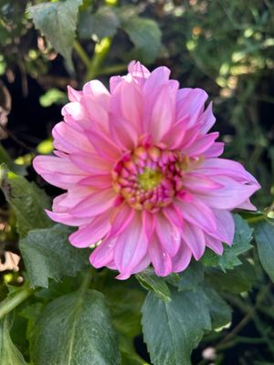 River’s Bubblegum