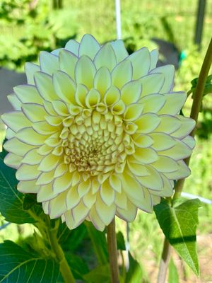 Bloomquist Blush