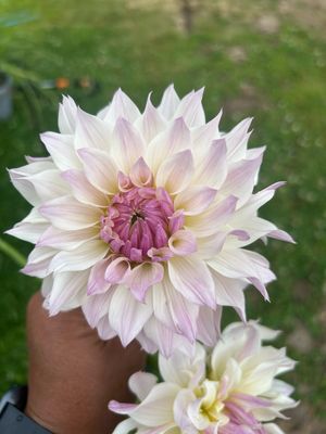 No ID