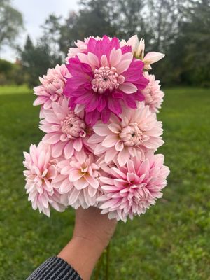 Budapest Blush
