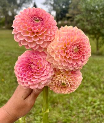 20th Ave Softer Peach