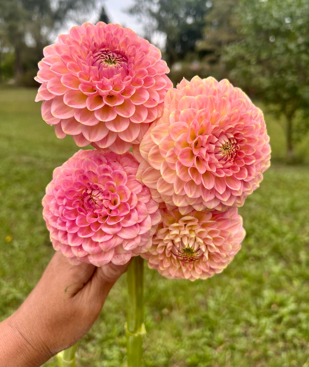 20th Ave Peach