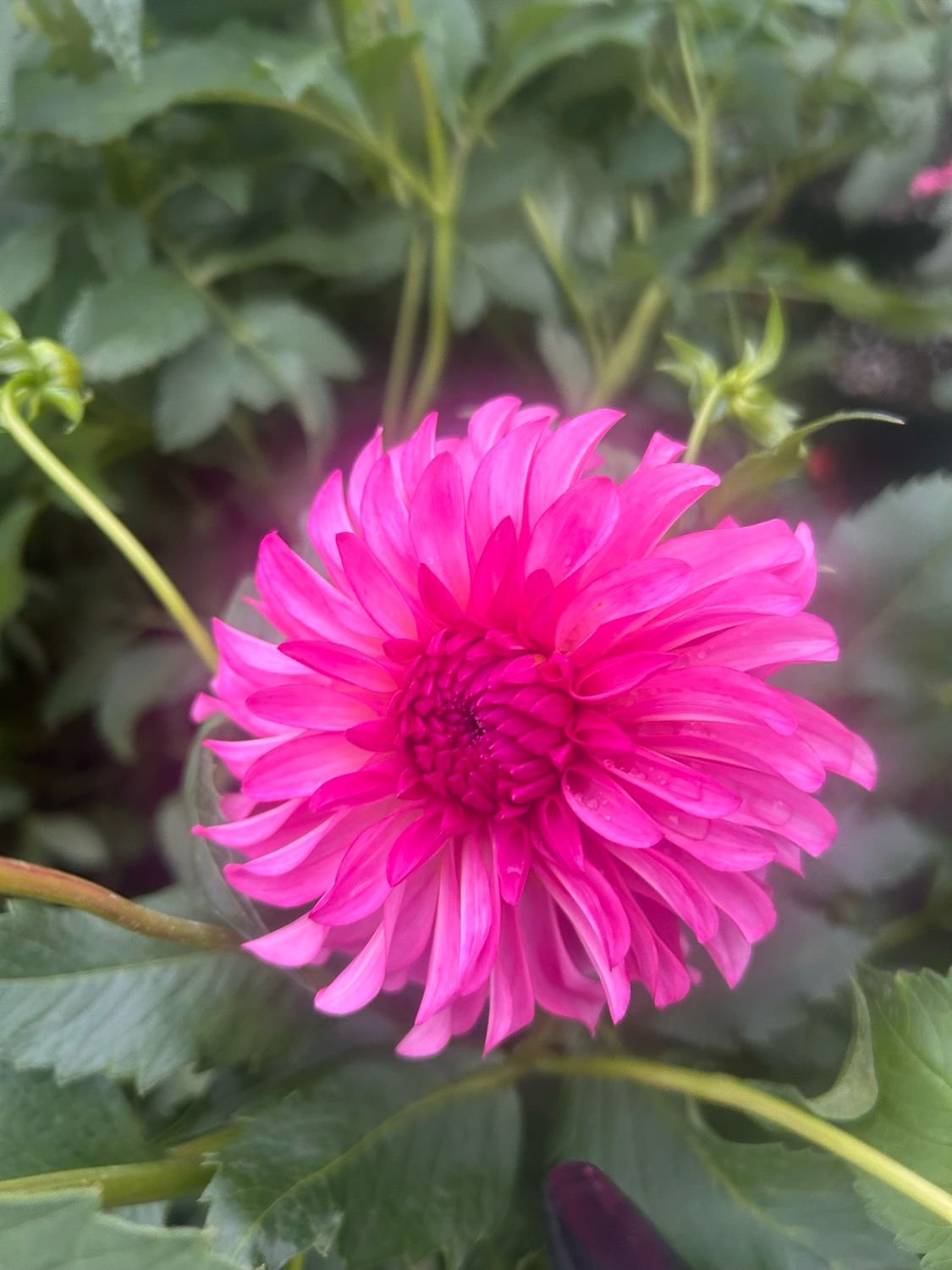 River’s Bubblegum